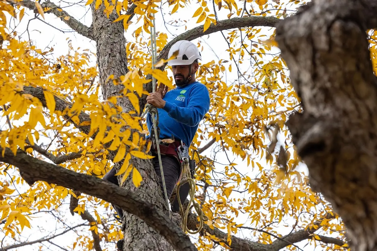 Skilled Tree Pruning crew working in Elmira